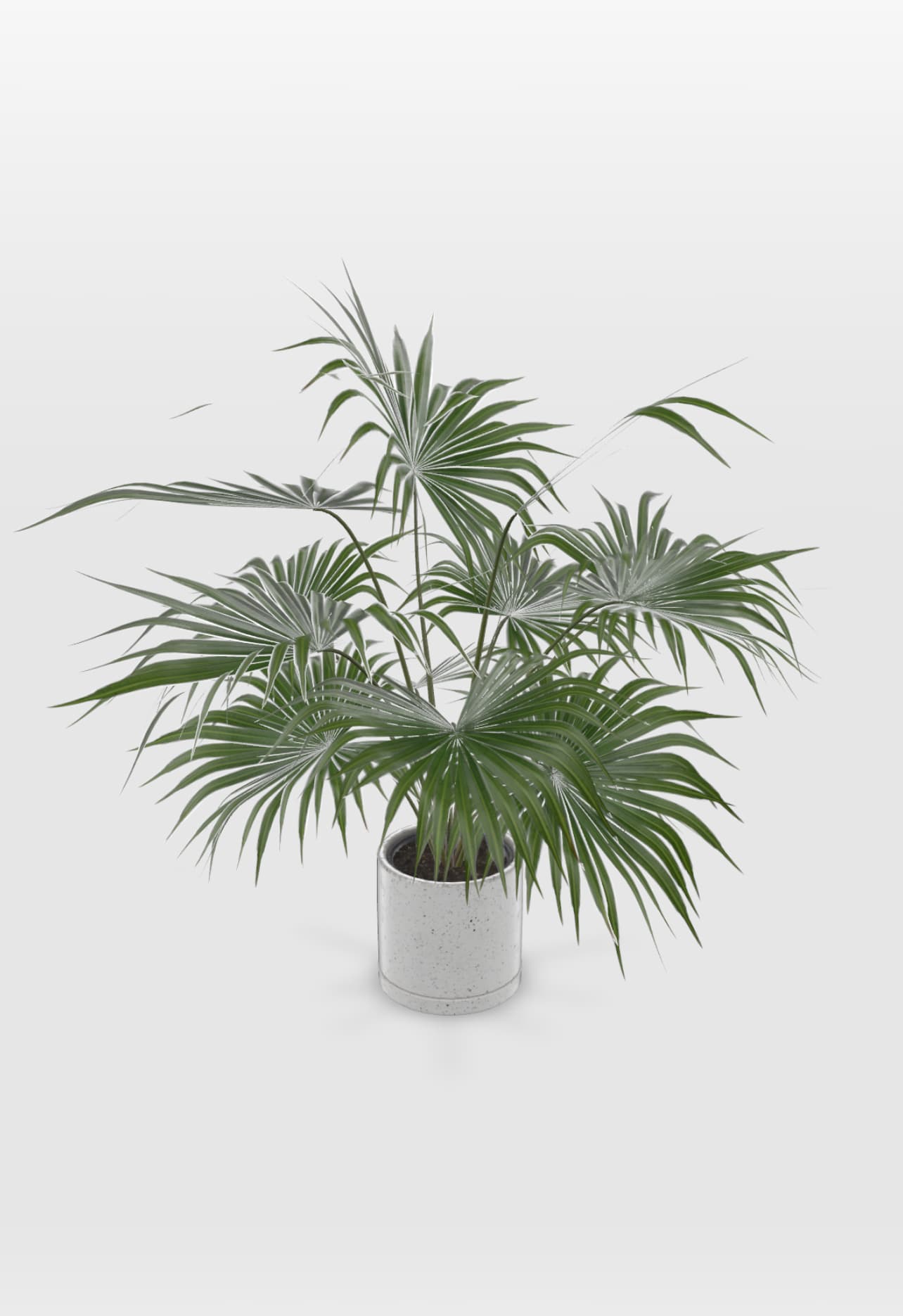 Fan Palm
