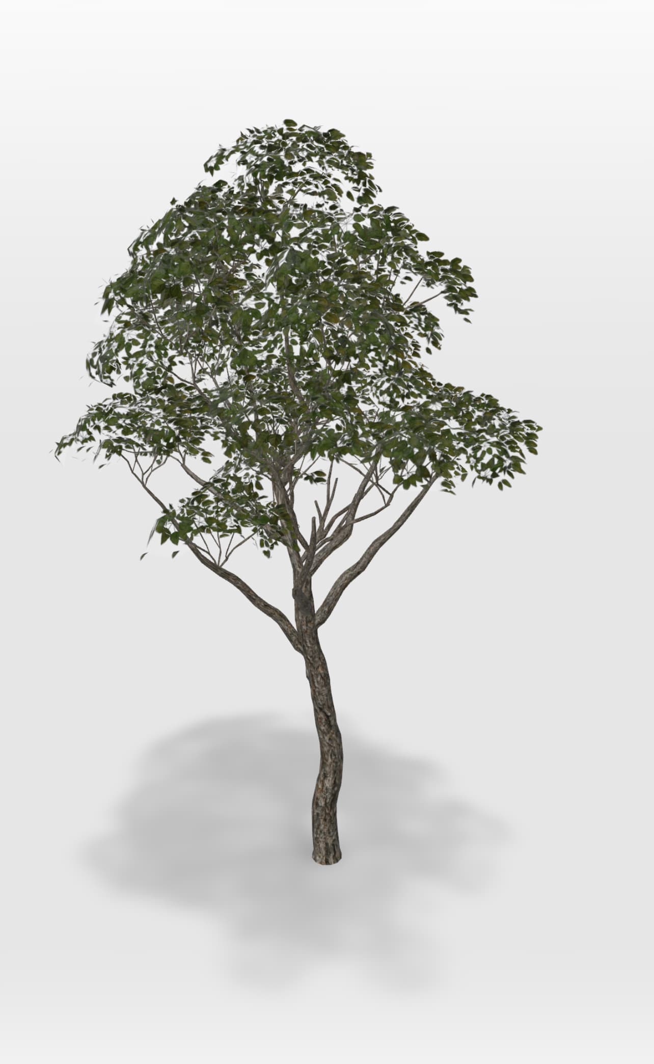 Oak Tree