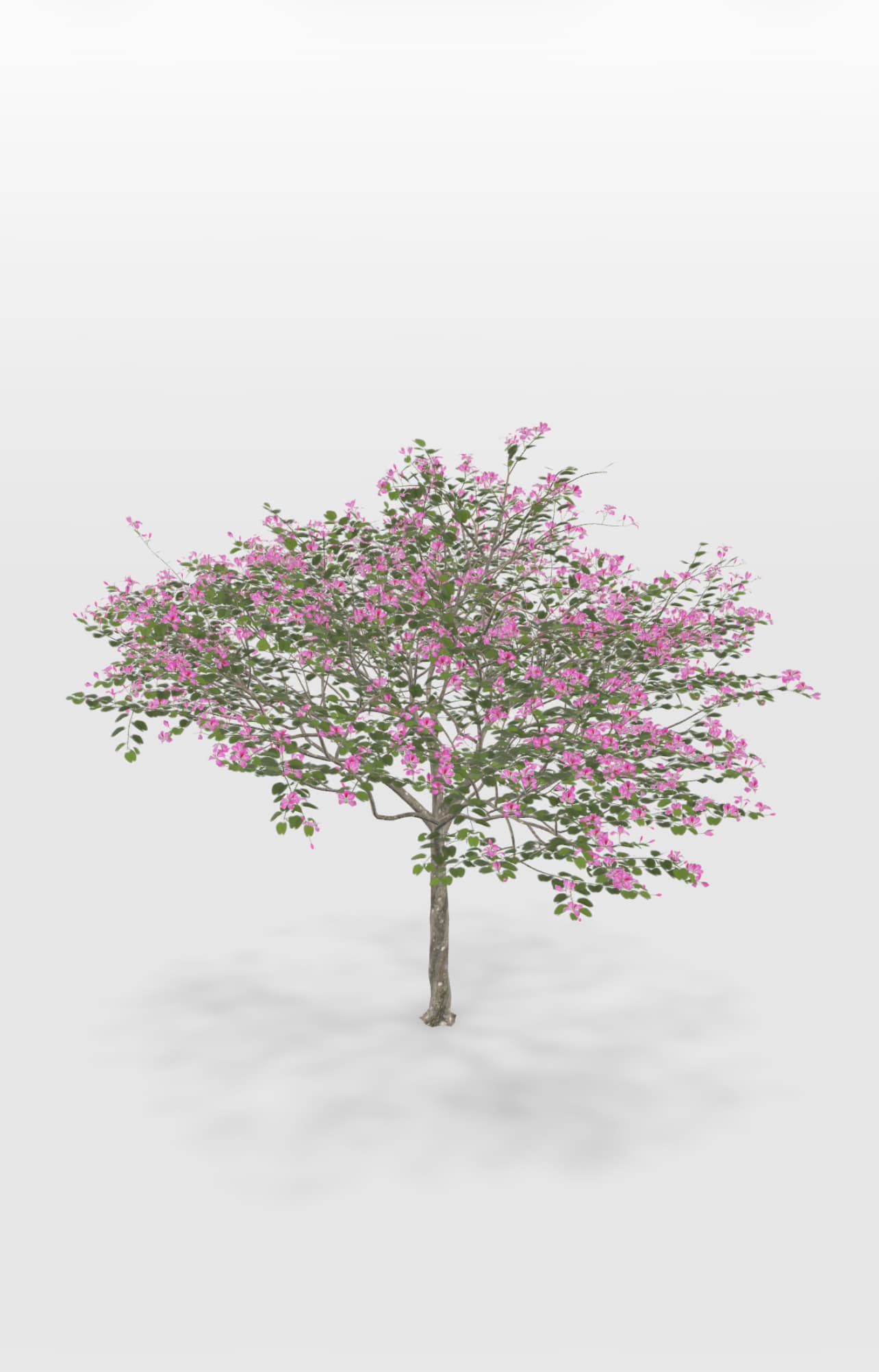 Cherry Blossom